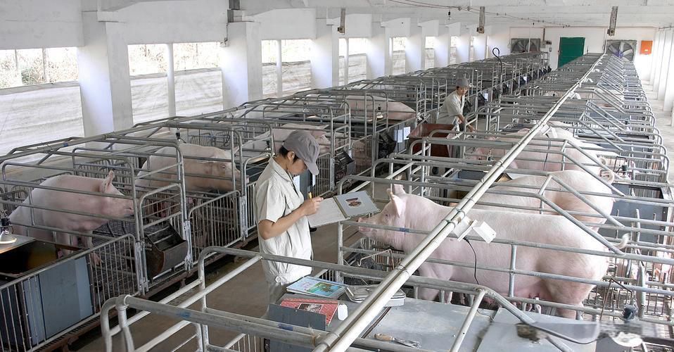 龍江豐源畜牧有限公司龍江豬場(chǎng)還田管網(wǎng)項(xiàng)目